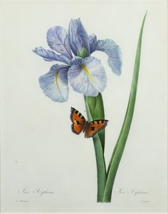 Iris xiphium，由Langlois雕刻，来自1827年的“最美丽的花朵选择”